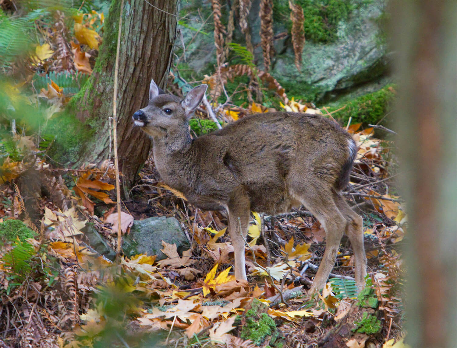 Deer at Blakely