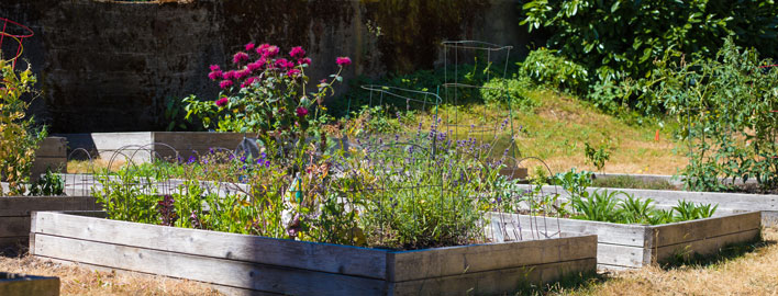 raised beds in spu community garden