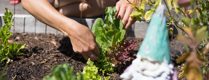 planting in the garden