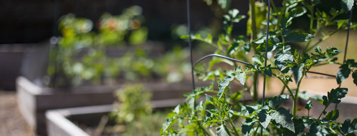 plants in community garden