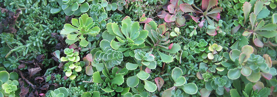 Succulents from the green roof of Arnett Hall at Seattle Pacific University