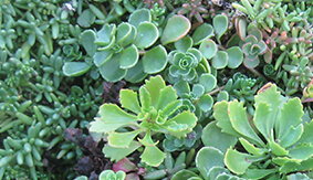 Succulents on SPU