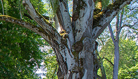 The white poplar tree on SPU