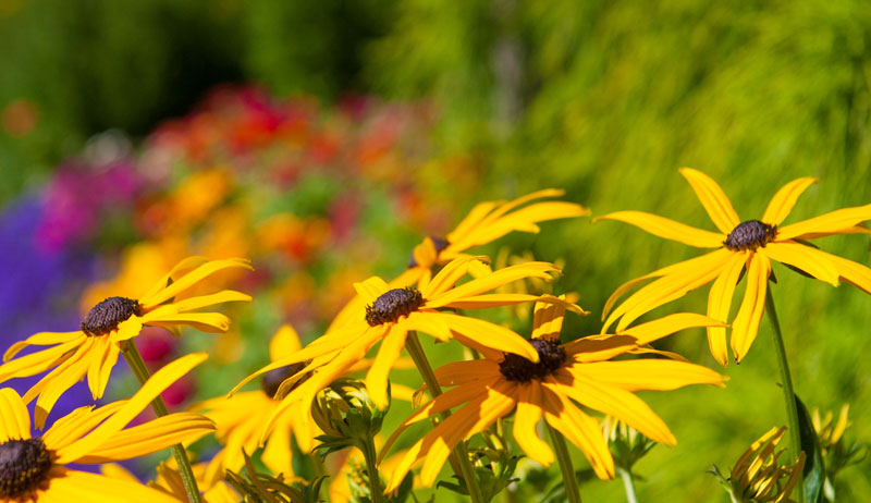 Black-eyed Susans