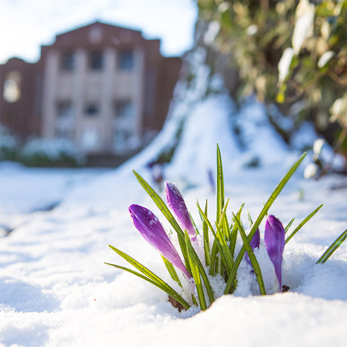 Snow on campus