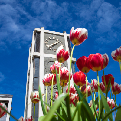 Red and white spring tulips in front of the Demaray Hall clocktower 