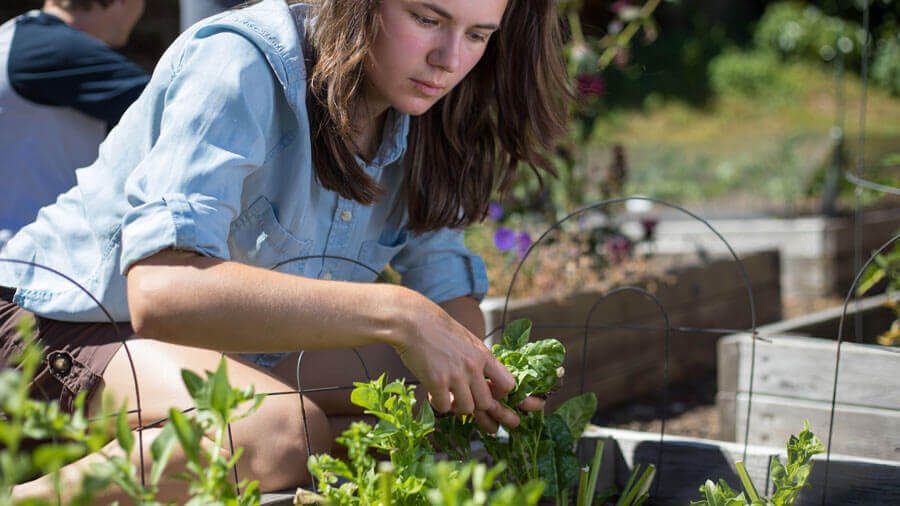 community garden