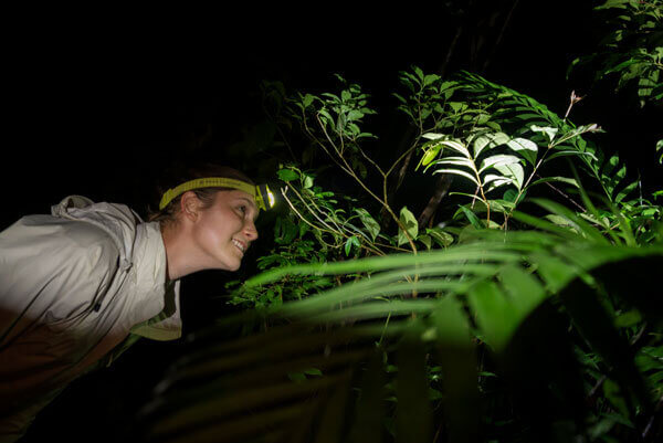 headlight at night in the forest